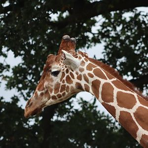 Reticulated giraffe - 10 September 2021