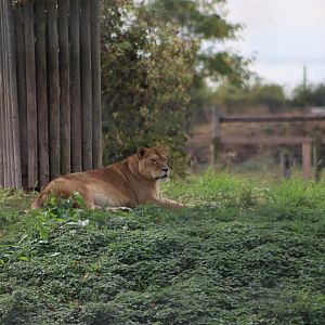 Lion - 10 September 2021