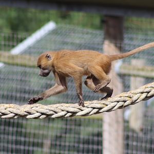 Guinea baboon - 10 September 2021