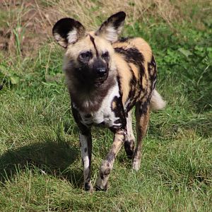 African wild dog - 10 September 2021