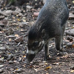 Visayan warty pig - 10 September 2021