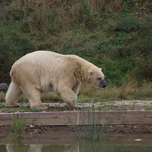 Polar bear - 10 September 2021