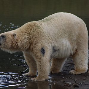Polar bear - 10 September 2021
