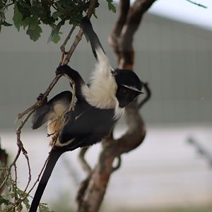 Roloway monkey - 10 September 2021