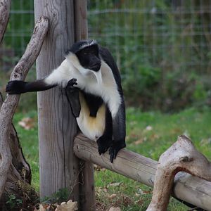 Roloway monkey - 10 September 2021