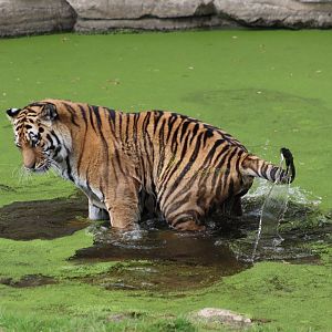 Amur tiger - 10 September 2021