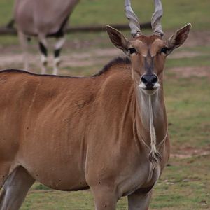 Common eland - 10 September 2021