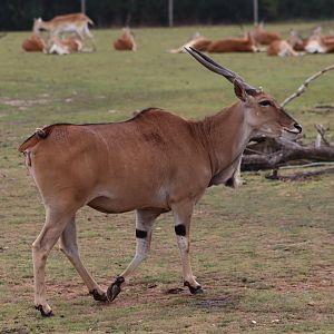 Common eland - 10 September 2021