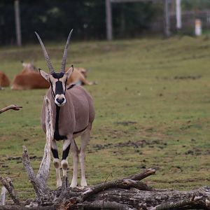Beisa oryx - 10 September 2021