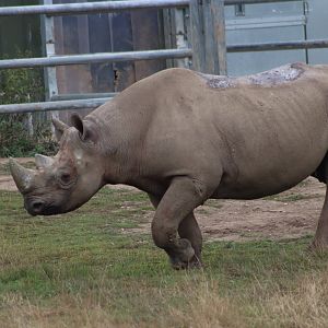 Eastern black rhinoceros - 10 September 2021