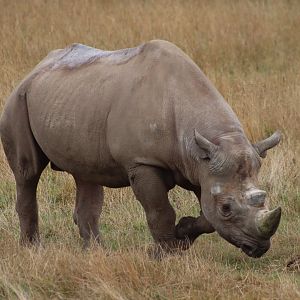 Eastern black rhinoceros - 10 September 2021