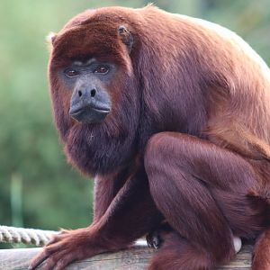 Venezuelan red howler - 10 September 2021