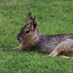 Patagonian mara - 10 September 2021