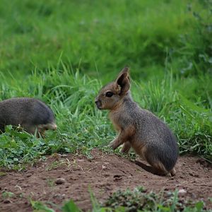 Patagonian mara pups - 10 September 2021