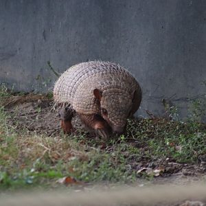 Six-banded armadillo - 10 September 2021