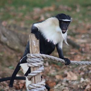 Roloway monkey - 10 September 2021