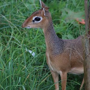Kirk's dik-dik - 10 September 2021