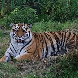 Amur tiger - 10 September 2021