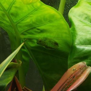 La Palma Glass Frog, Paignton Zoo