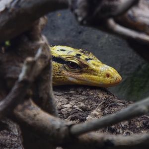 Philippine Water Monitor, Paignton Zoo