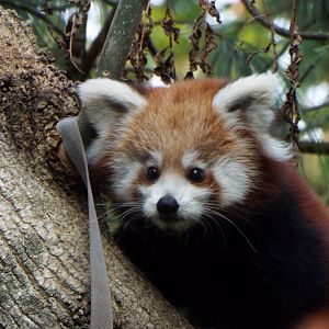 Red Panda Young, Paignton Zoo