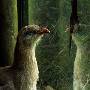 Red-Legged Seriema and reflection, Paignton Zoo