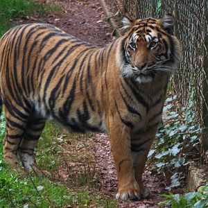 Sumatran Tiger, Paignton Zoo
