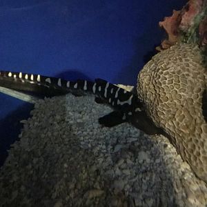 Zebra Shark Pup