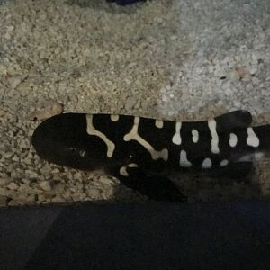 Zebra Shark Pup