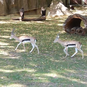 9/27/2021 - Thomson's Gazelles
