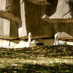 9/27/2021 - American White Pelicans