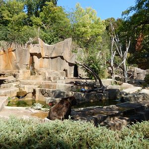 9/27/2021 - Brown Bear Exhibit
