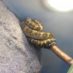 9/27/2021 - Species Help Please?