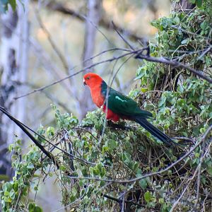 Australian King Parrot (Alisterus scapularis)