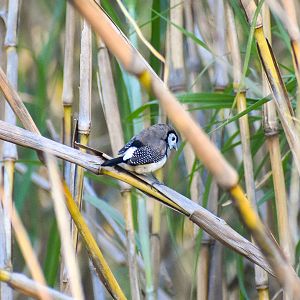Double-barred Finch (Taeniopygia bichenovii)