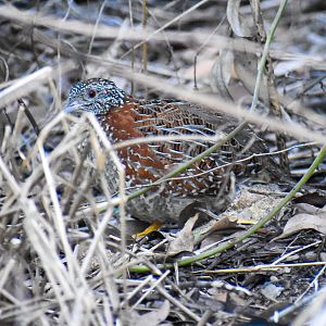 Painted Button-quail (Turnix varius)