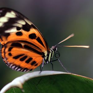 Butterfly ID (Weltvogelpark Walsrode)