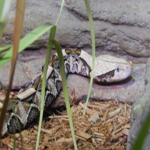 9/27/2021 - Gaboon Viper