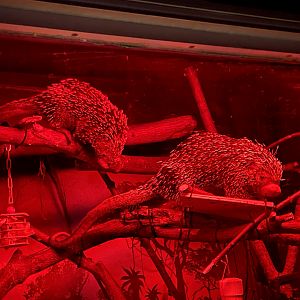 9/27/2021 - Prehensile-tailed Porcupines