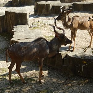 9/27/2021 - Bull Kudu