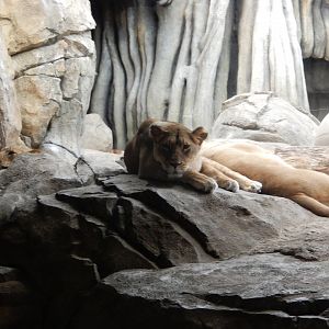 9/27/2021 - A Trio of Lionesses