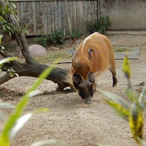 9/27/2021 - Red River Hog