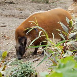 9/27/2021 - Through the Bushes