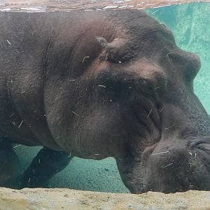 9/27/2021 - River Horse