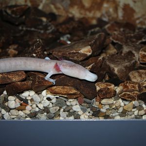 Olm