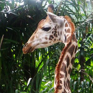 Rothschild's Giraffe