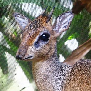Kirk's Dik-dik