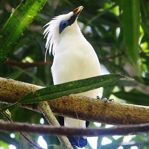Bali Myna