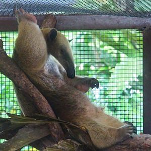 Southern Tamandua