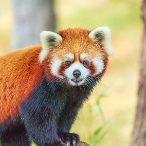 Adira the female Red Panda